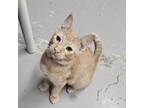 Adopt Maverick a Domestic Short Hair
