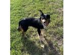Adopt Samuel Edward a Australian Shepherd