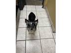 Adopt Bruno/Bruno Mars/Felix a Australian Shepherd