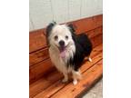 Adopt Jones a Australian Shepherd