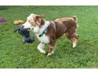 Adopt Spur a Australian Shepherd