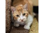 Adopt Jack Jack a Domestic Short Hair