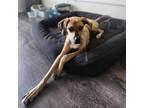 Adopt Camo a Catahoula Leopard Dog