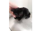 Adopt Mossy a Domestic Short Hair