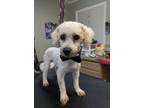 Adopt Gomez a Bichon Frise