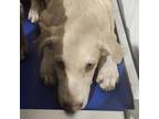 Adopt Trooper a Labrador Retriever, Mixed Breed