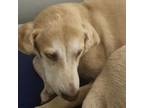 Adopt Little Champ a Labrador Retriever, Mixed Breed