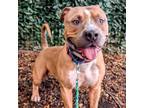 Adopt Shugga a Mixed Breed