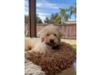 Adopt Ozzee a Poodle