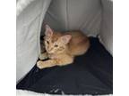 Adopt Apollo a Domestic Short Hair