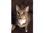 Adopt Walter a Domestic Short Hair