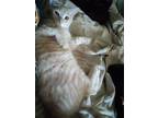 Adopt Fred a Domestic Short Hair