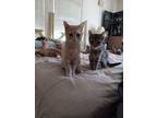 Adopt Barney a Domestic Short Hair