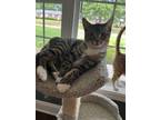 Adopt Socks a Domestic Short Hair