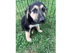 Adopt Smokey a German Shepherd Dog