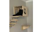 Adopt Rocky a Domestic Short Hair
