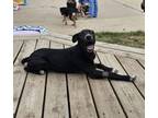 Adopt Wayne a Mixed Breed