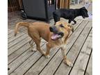 Adopt Aries a Mixed Breed