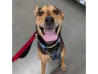 Adopt Romeo a Foxhound