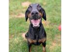 Adopt 7830 Kane a Doberman Pinscher