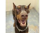 Adopt 7828 Rudy a Doberman Pinscher