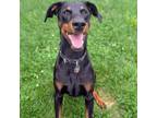 Adopt 7829 Wick a Doberman Pinscher