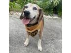 Adopt Edward a Beagle