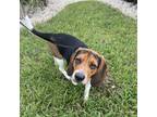 Adopt Brew a Beagle