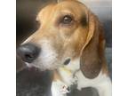 Adopt Chuck a Beagle