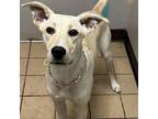 Adopt Sherbert a Yellow Labrador Retriever