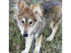 Adopt Louie a Alaskan Malamute