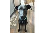 Adopt Ringo a Mixed Breed
