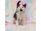 Adopt Brunch a Domestic Medium Hair