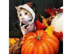 Adopt Big Bit a Domestic Short Hair