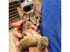 Adopt Banana a Domestic Short Hair