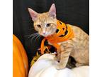 Adopt Monkey a American Shorthair