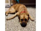 Adopt Ross a Mastiff