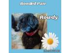 Adopt Rowdy and Cookie a Poodle
