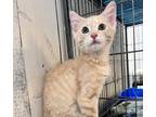 Adopt Bruce a Domestic Short Hair