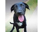 Adopt Preston a Labrador Retriever, Mixed Breed