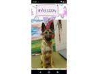 Adopt Barney a German Shepherd Dog