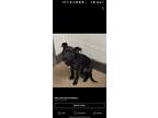 Adopt Kingsley a Labrador Retriever