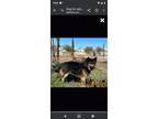 Adopt Reeve a German Shepherd Dog
