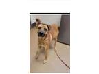 Adopt Beckham a German Shepherd Dog