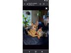 Adopt Mason a German Shepherd Dog