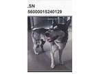 Adopt Mark a Siberian Husky