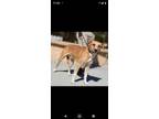 Adopt Dawson a Pit Bull Terrier