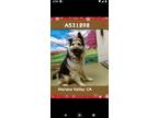 Adopt Floppy a German Shepherd Dog