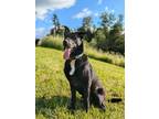 Adopt Rocket a Labrador Retriever