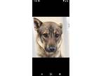 Adopt Kramer a German Shepherd Dog